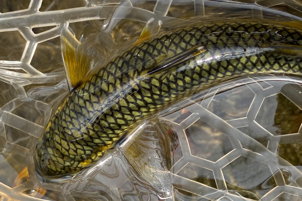 Mountain mullet or tepemechin in Costa Rica
