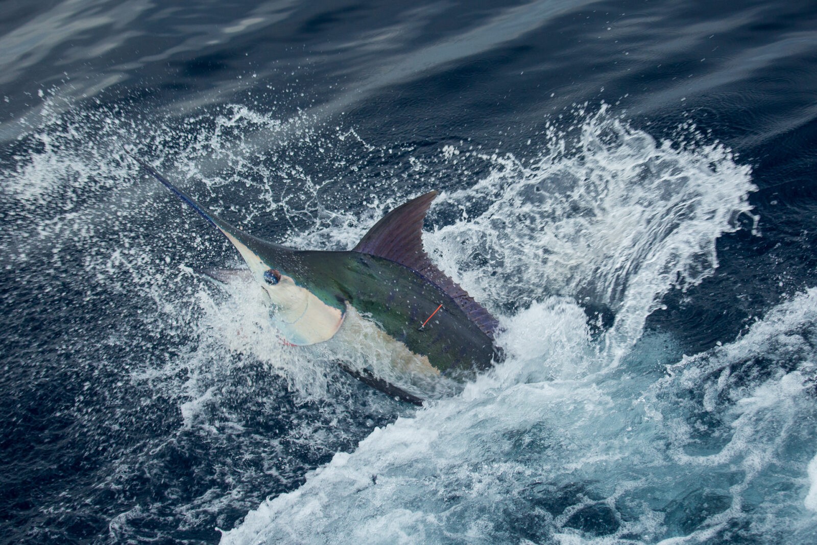 Blue Marlin in Costa Rica