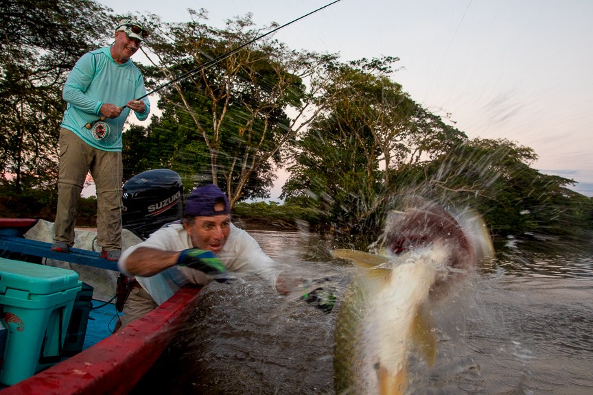Tarpon jumps from captain as fly angler prepares for release. 