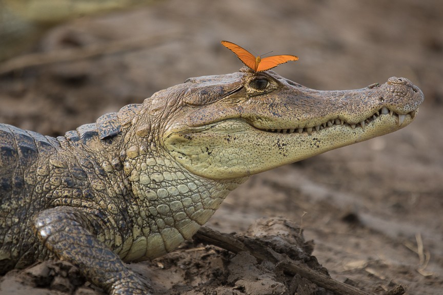Caiman and butterfly, Costa Rica. 