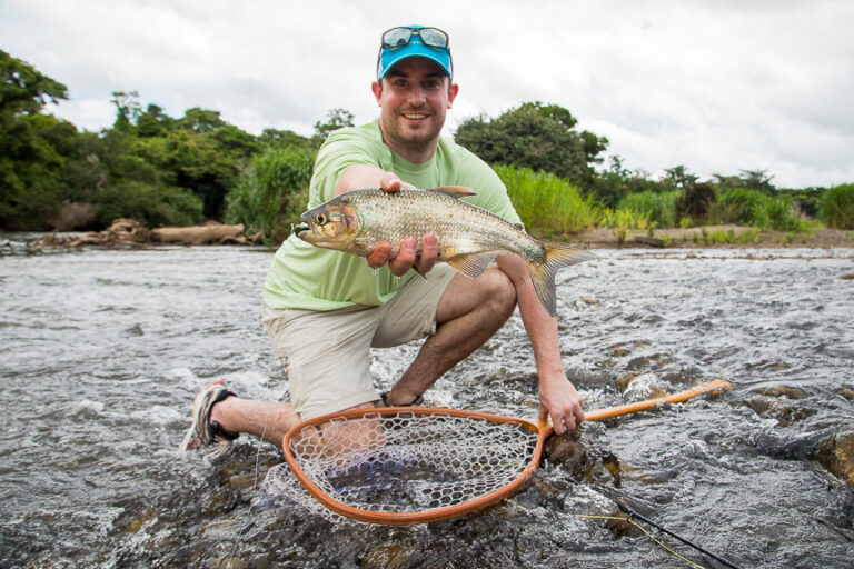 Machaca, Costa Rica's Fruit Eater Fly Fishing Costa Rica