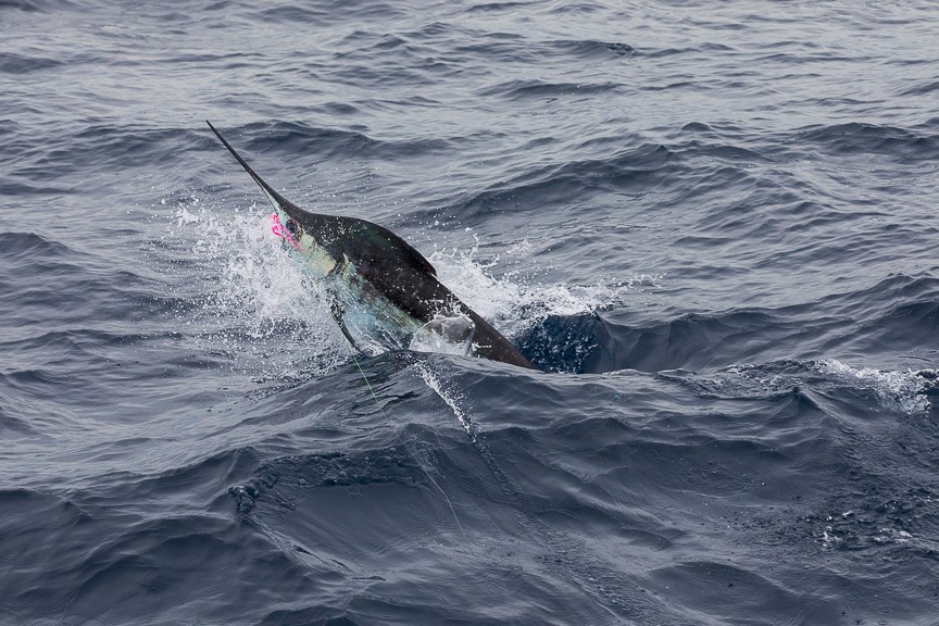 Blue Marlin in Costa Rica - Fly Fishing Costa Rica
