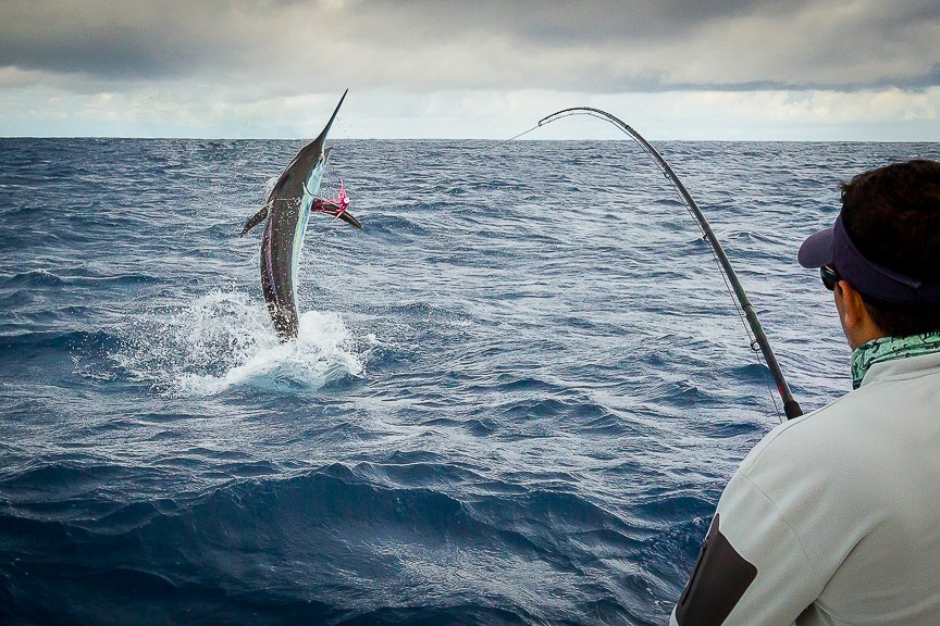 Blue Marlin in Costa Rica - Fly Fishing Costa Rica