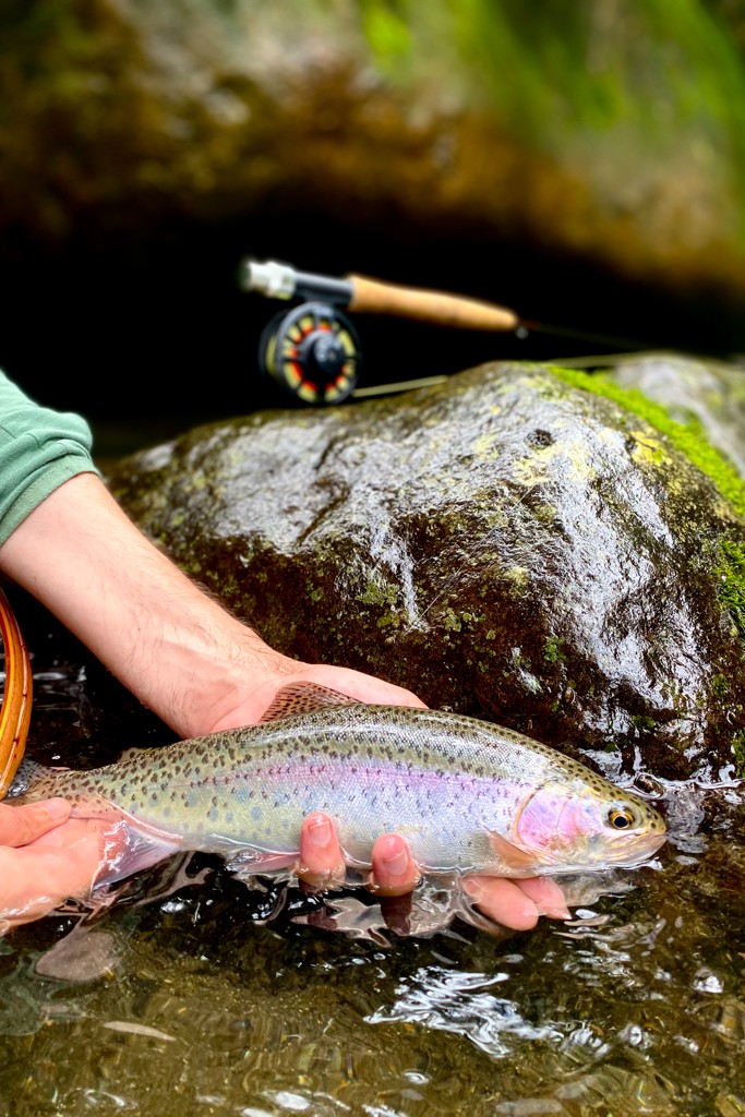 Rainbow trout and reel on mossy rock