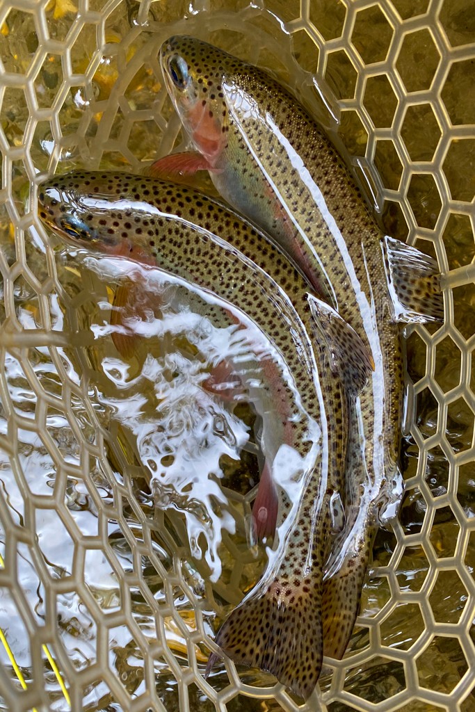 Two wild rainbow trout in wooden fly fishing net