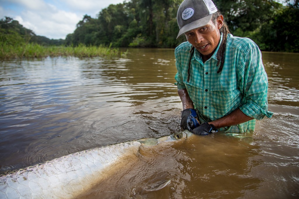 Local guide grabs large tarpon to release it in Jungle Tarpon Reserve. 