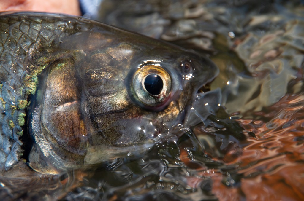 The large eye and face of Machaca fish