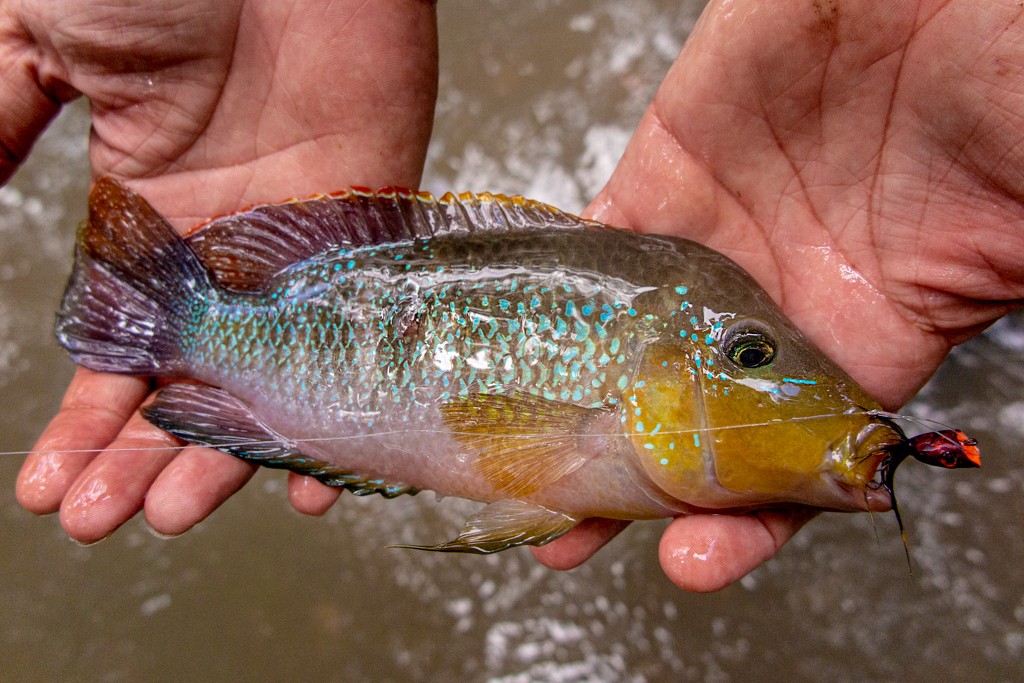 Colorful Cichlid Fish from Costa Rican Stream