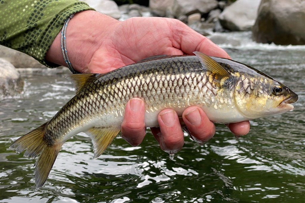 Tepemechin, or mountain mullet, in Costa Rican stream