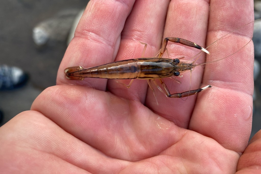 Freshwater shrimp caught by hand in jungle stream