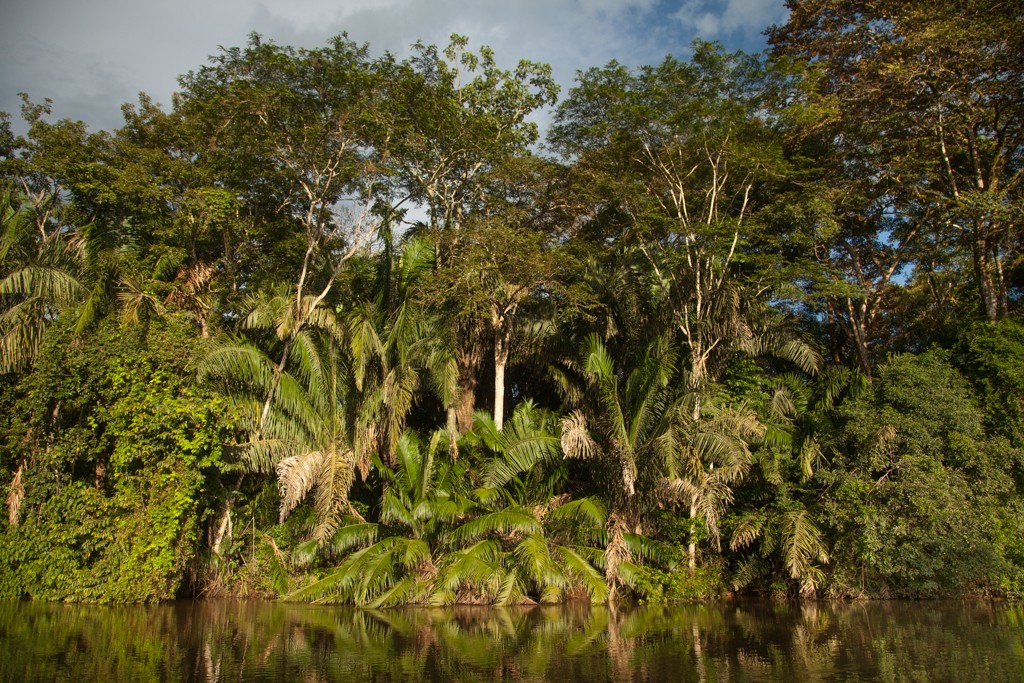 Rainforest trees surround prime tarpon habitat in Costa Rica. 