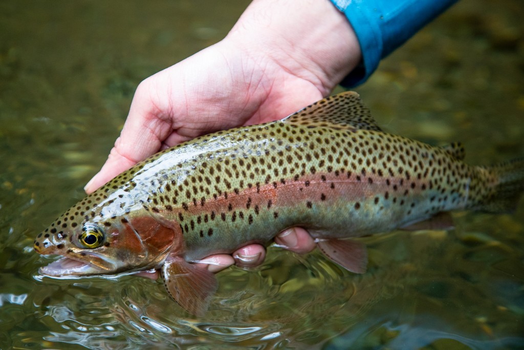 Wild rainbow trout in the cold highland waters of Costa Rica's Talamanca