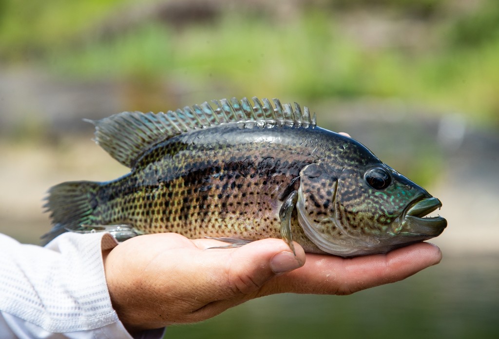 Guapote or Rainbow Bass in Costa Rica