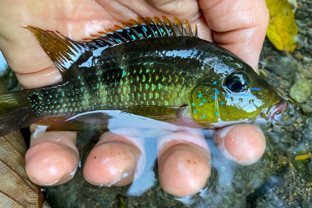 Mojarra cichlid in jungle river