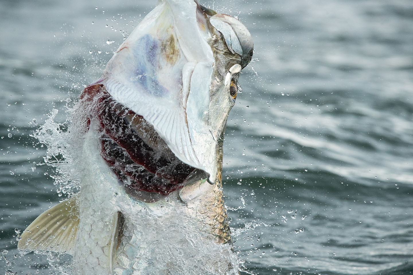 Rio Colorado Tarpon Club