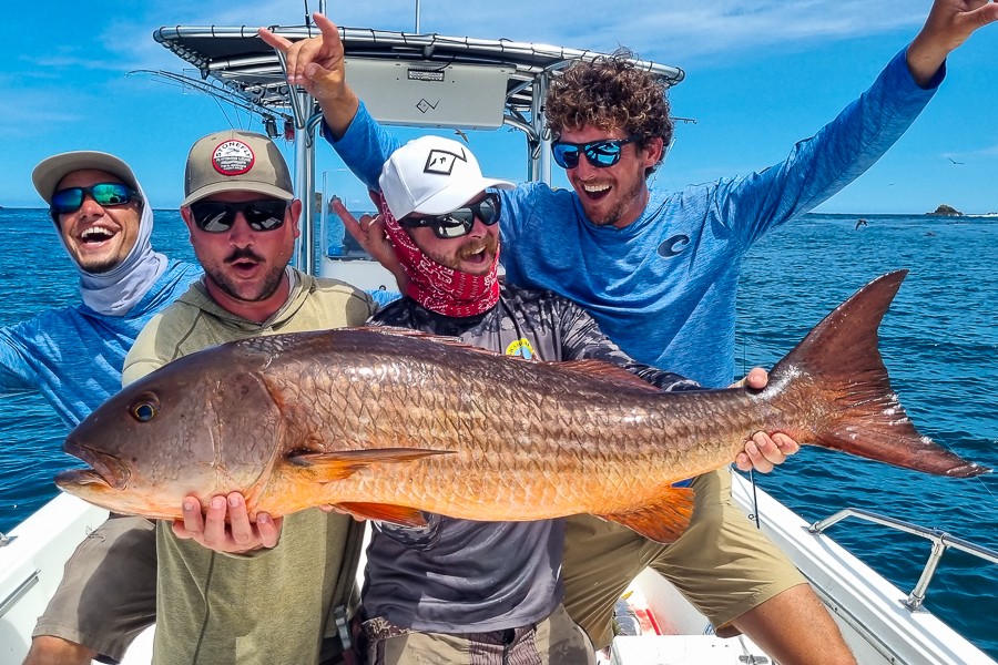 Large mullet snapper and anglers celebrating. 