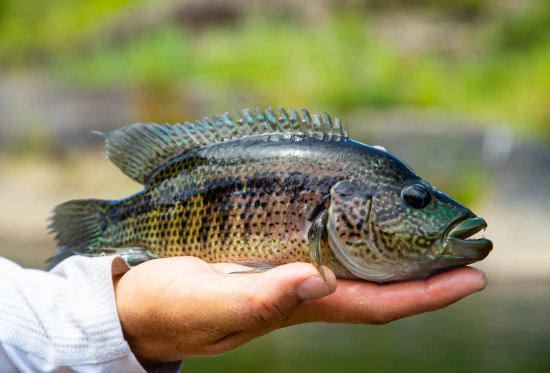 One Day Trips in Costa Rica - Fly Fishing Costa Rica