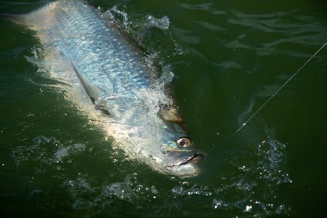 Fly Fishing Costa Rica's Rainy Season Fly Fishing Costa Rica